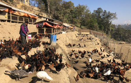 फोटो : इडु फार्म, ललितपुर।